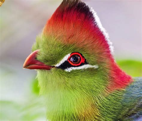 fischers turaco meet  animals exmoor zoo