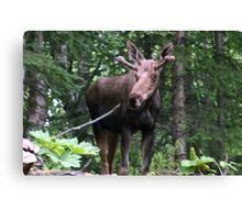 Moose: Canvas Prints | Redbubble