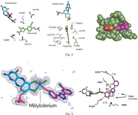 Crystal Structures Of Mammalian Xanthine Oxidoreductase Bound With