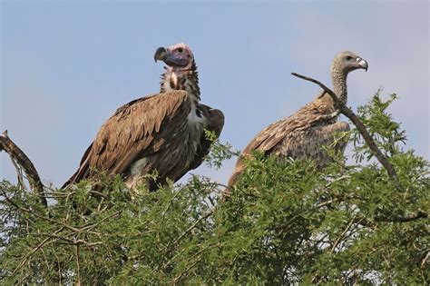 Lappet Faced Vulture Left And White Backed Vulture Right Photo By
