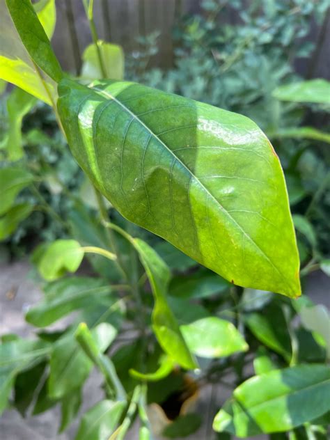 Sweet Bay Magnolia Leaves, Fresh - Buy Online | Foraged