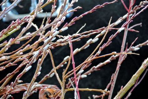 Gathering Pussy Willows The Martha Stewart Blog