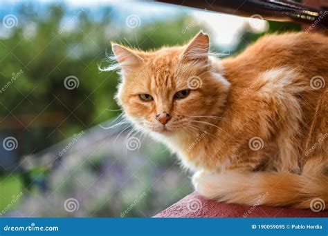 Cat On Wooden Railing With Trees In The Background Stock Image Image