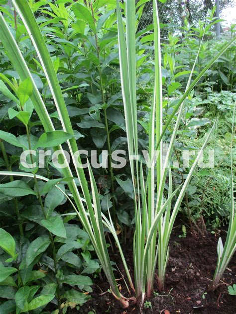 Аир болотный «Variegatus»: купить недорого с доставкой — Крокус-ВЛ