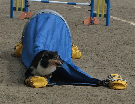 OBay Shelties WAO Part Small Fast Kick Yer Ass