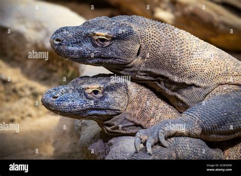 close  portrait   komodo dragons stock photo alamy