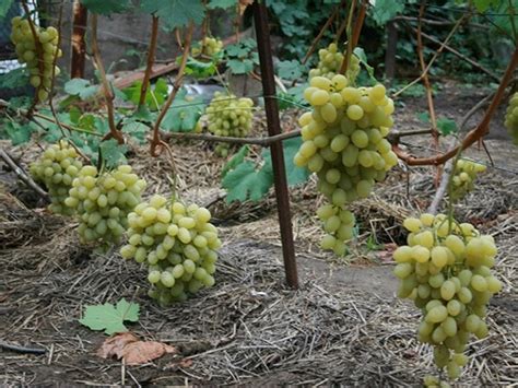 Сорт Винограда Ландыш Фото И Описание – Telegraph