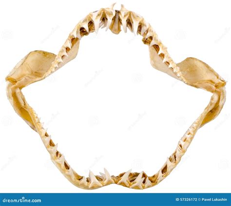 Shark Jaws. Stock Image | CartoonDealer.com #47454775