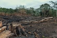 ruins   tropics  stock photo public domain pictures