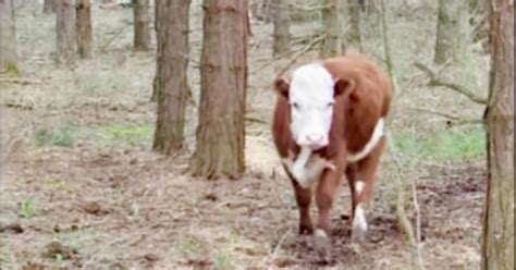 Un Vitellino Fugge Dal Macello E Viene Allevato Da Una Famiglia Di