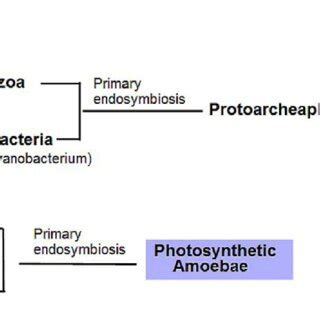 Scheme of primary endosymbioses in the origin of plastids. (A) The... | Download Scientific Diagram