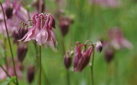 Obrazy Natury Orlik Pospolity Aquilegia Vulgaris L