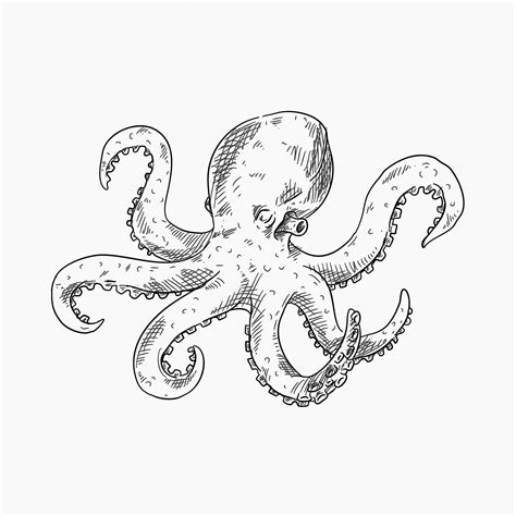 Realistic Octopus Sketch