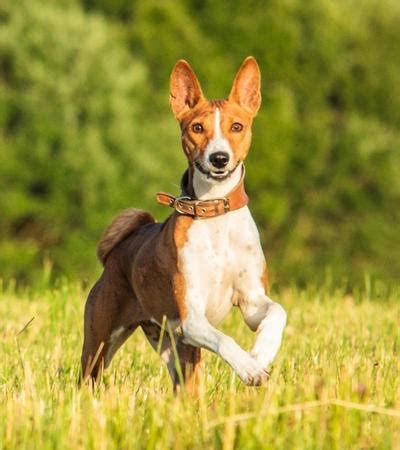 How Many Basenji Colors Are There?