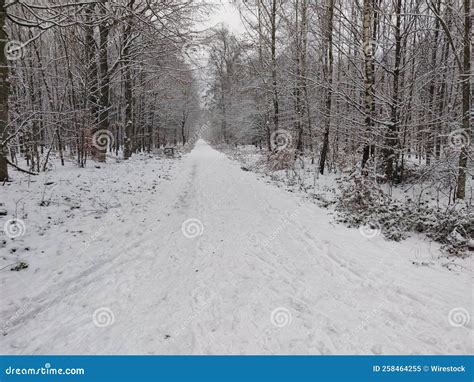 Pathway In A Forest Covered With Snow Surrounded By Naked Trees Stock Image Image Of Landscape