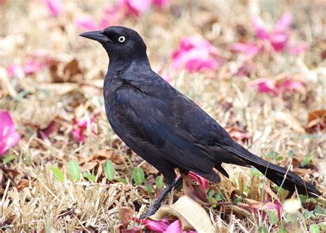 Greater Antillean Grackle From Puerta De Tierra San Juan Puerto Rico