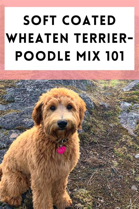 The Whoodle A Fluffy And Loving Poodle Mix Breed
