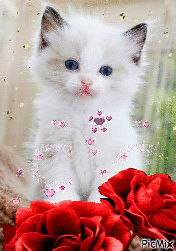 S Animados S De Gatitos Con Flores Beautiful Kittens Beautiful