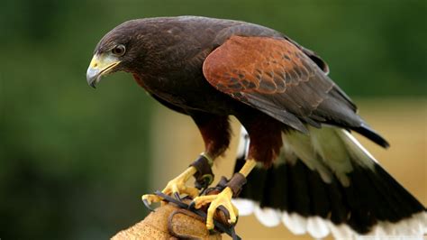 Falcon HD wallpaper | 1366x768 | #12891