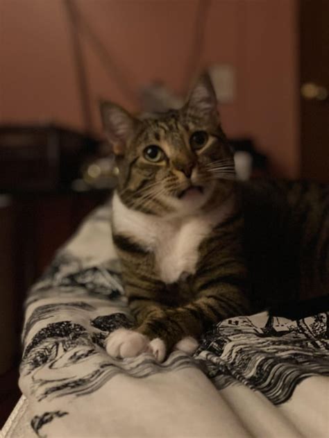 Cat Appreciation Post Rcatpics