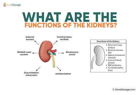 RenalDosage - Important Kidney Function Tests