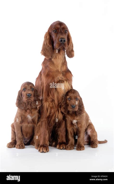 Irish Setter Puppies