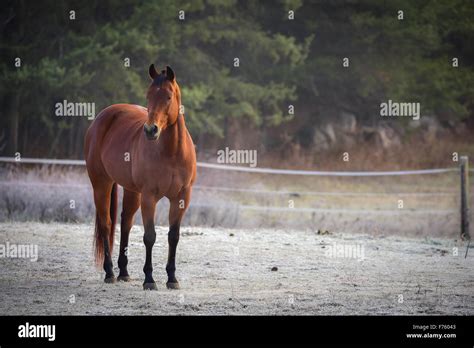 Single Horse Standing Still Looking At Camera Mares And Stallions In