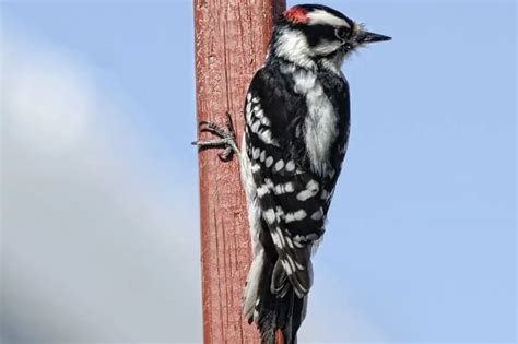 12 Species Of Woodpeckers In Arizona Pictures Bird Feeder Hub