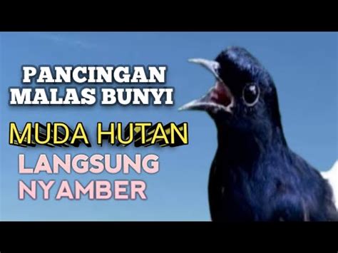 Kicauan Murai Batu Memancing Bunyi Jadi Nyaut Gacor Ngeplong Bongkar