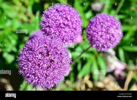 Lilac Garden Flower Stock Photo Alamy