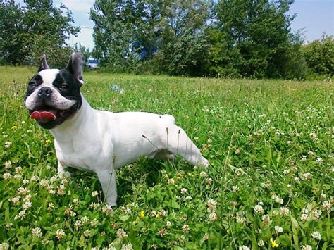 Všetko o antiparazitikách pre psov | BLOG: VETERAS