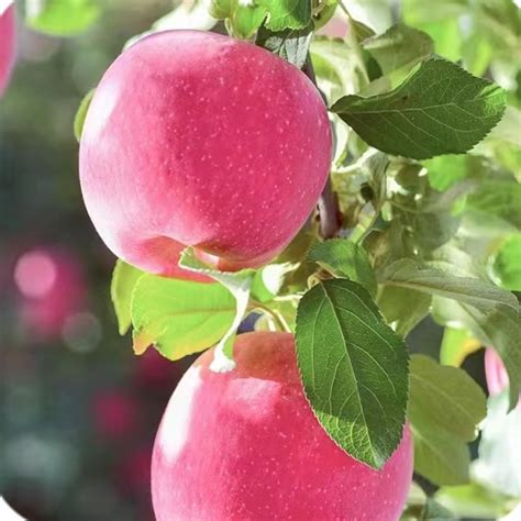 China Fresh Fruit Red Sweet Huaniu Apple On Sales China Apple And Red