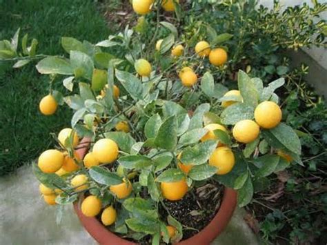 Meyer Dwarf Lemon Tree 35 Seeds indoor/outdoor | AmericanGardener.com