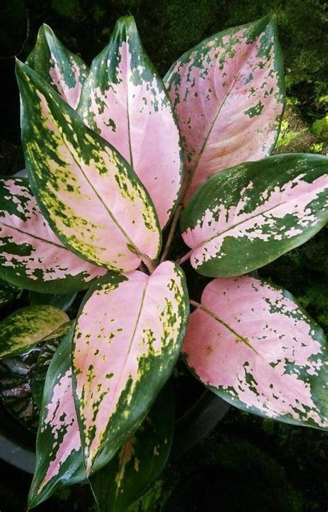 Аглаонема Розовая Фото — Mixyfotos.ru