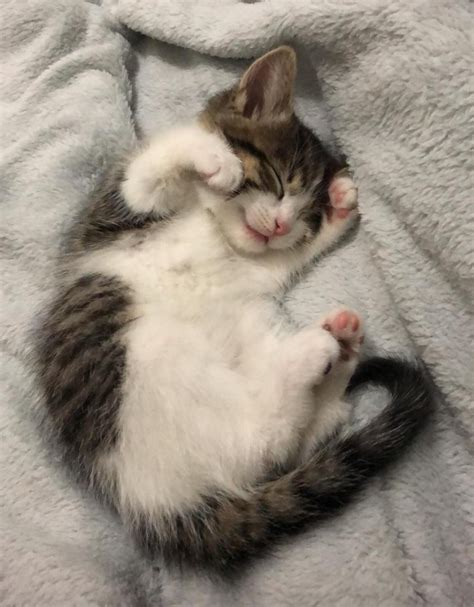 Pin On Cuteness