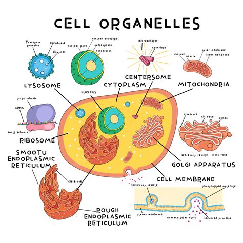 Red Blood Cells Organelles