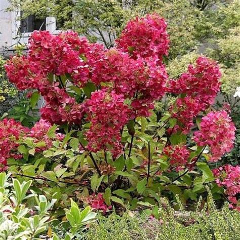 О сорте гортензии Мега Минди: описание, условия посадки, как ухаживать