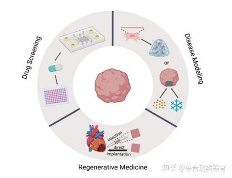 综述详解人类心脏类器官从分型到应用的写作思路通通值得学习 知乎