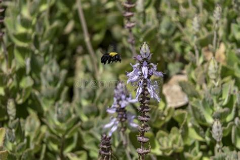 Impollinatore Di Calabroni Fiori Di Coleus Canina Scaredy Cat Mentre