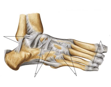 ligaments   ankle   foot quiz