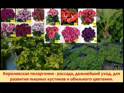 Рассада королевской пеларгонии,секреты ухода. - YouTube
