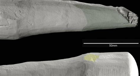 Dildo Pi Antico Del Mondo Scoperto Un Sex Toys Di Epoca Romana