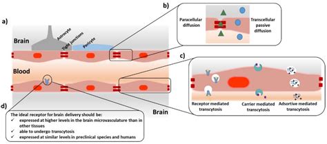 Peptides Crossing The Blood Brain Barrier