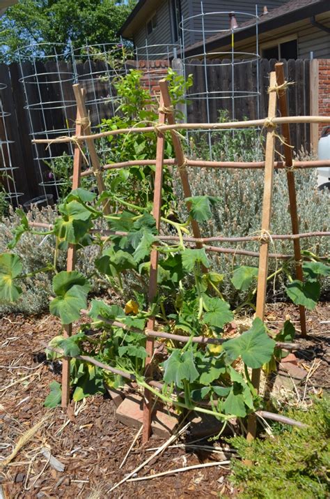 What Squash Can Grow On A Trellis At Alexis Hoff Blog