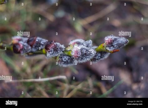 Spring Flowering Branches Of Willow Floral Background With Pussy Willow In Bloom Willow Twigs