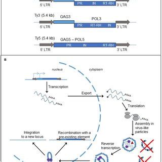 Non Ltr Retrotransposons Structure And Replication Cycle A Genomic