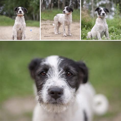 Павловский Посад. Милона Вот такое милое создание очень нуждается в Вас ...