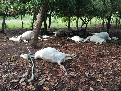 Raio Atinge Fazenda E Mata Mais De Dez Vacas Durante Temporal