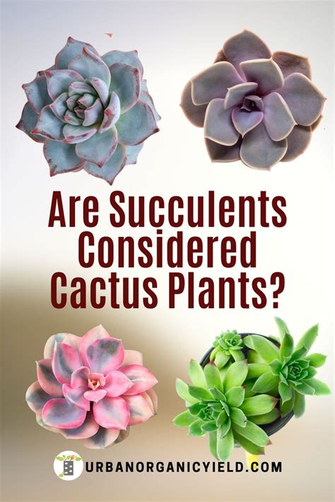 What Are The Differences Between Cacti And Succulents