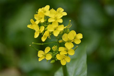 Brassica Campestris Picture And HD Photos | Free Download On Lovepik